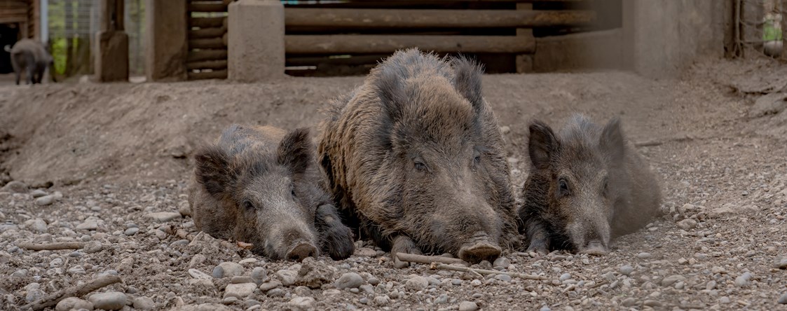 Ausflugsziel: Wildschweine machen Pause - Wildgehege Waldshut
