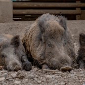 Ausflugsziel - Wildschweine machen Pause - Wildgehege Waldshut