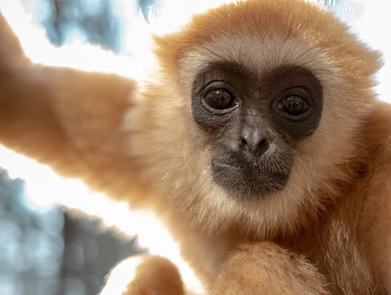 Ausflugsziel: Leintalzoo