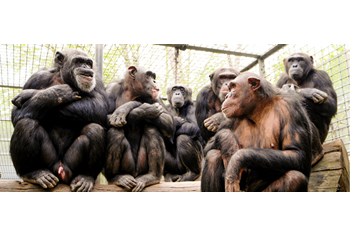 Ausflugsziel: Mitglieder der großen Schimpansengruppe im Leintalzoo - Leintalzoo