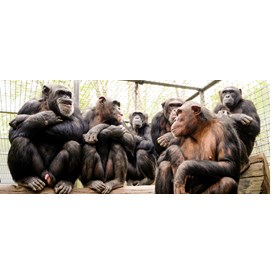 Ausflugsziel: Mitglieder der großen Schimpansengruppe im Leintalzoo - Leintalzoo