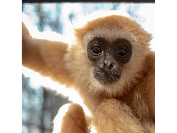 Ausflugsziel: Weißhandgibbon Stevie - Leintalzoo