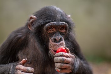Ausflugsziel: Schimpansenjunge Leon - Leintalzoo