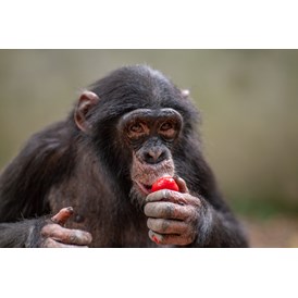 Ausflugsziel: Schimpansenjunge Leon - Leintalzoo