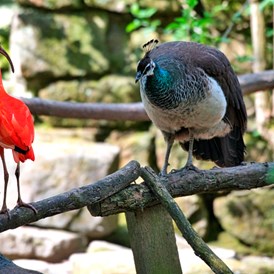 Ausflugsziel: Roter Ibis und Pfau in der Flugvoliere - Leintalzoo