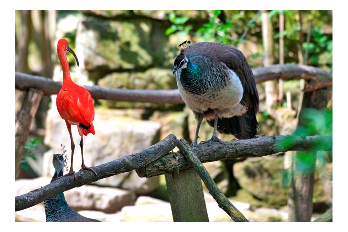 Ausflugsziel: Roter Ibis und Pfau in der Flugvoliere - Leintalzoo