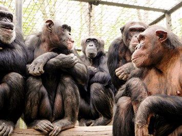 Leintalzoo Highlights beim Ausflugsziel Die große Schimpansengruppe