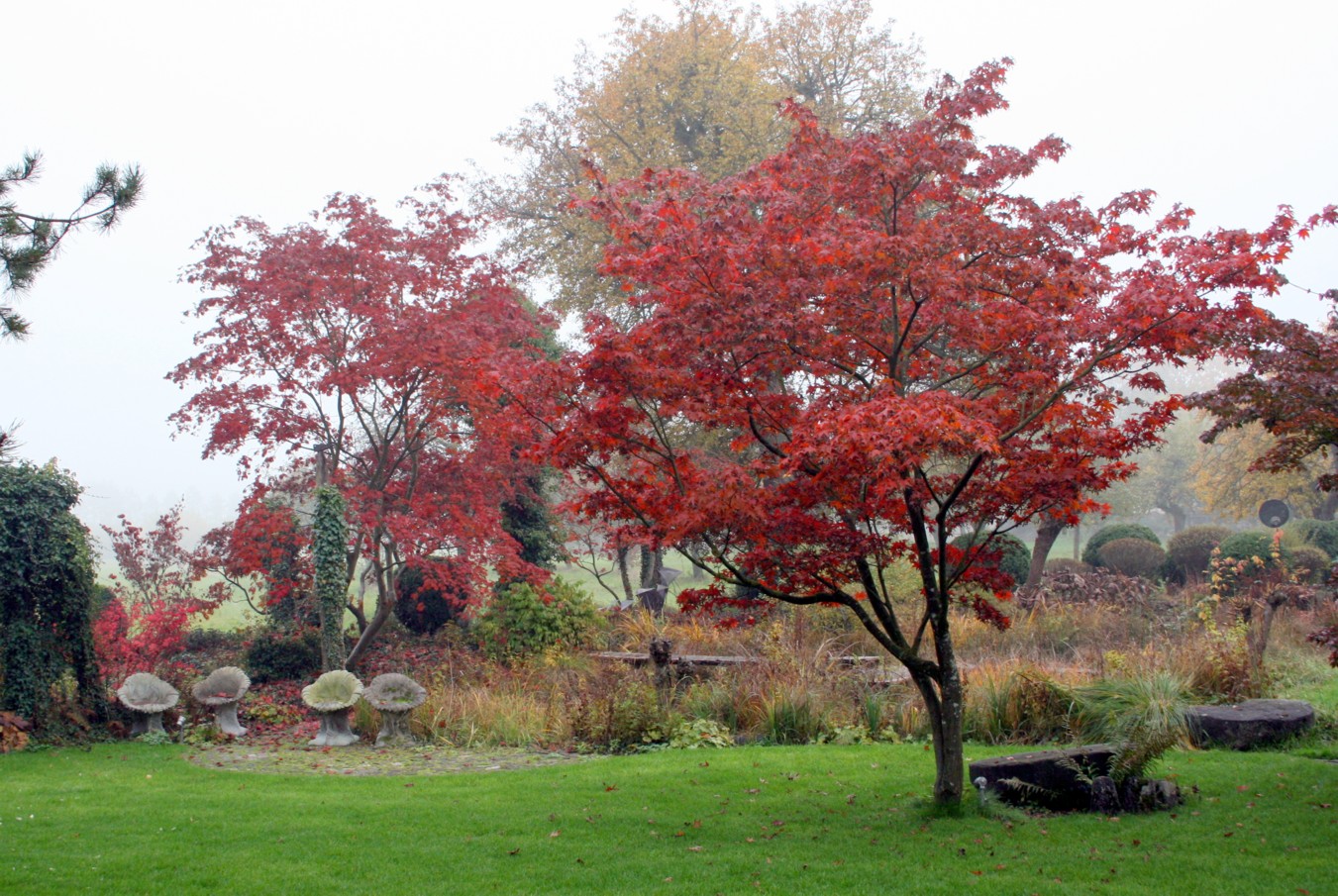 Trip with children - Engen - Kräftige Herbstfärbung im Garten. - Gnädinger Gärten GmbH