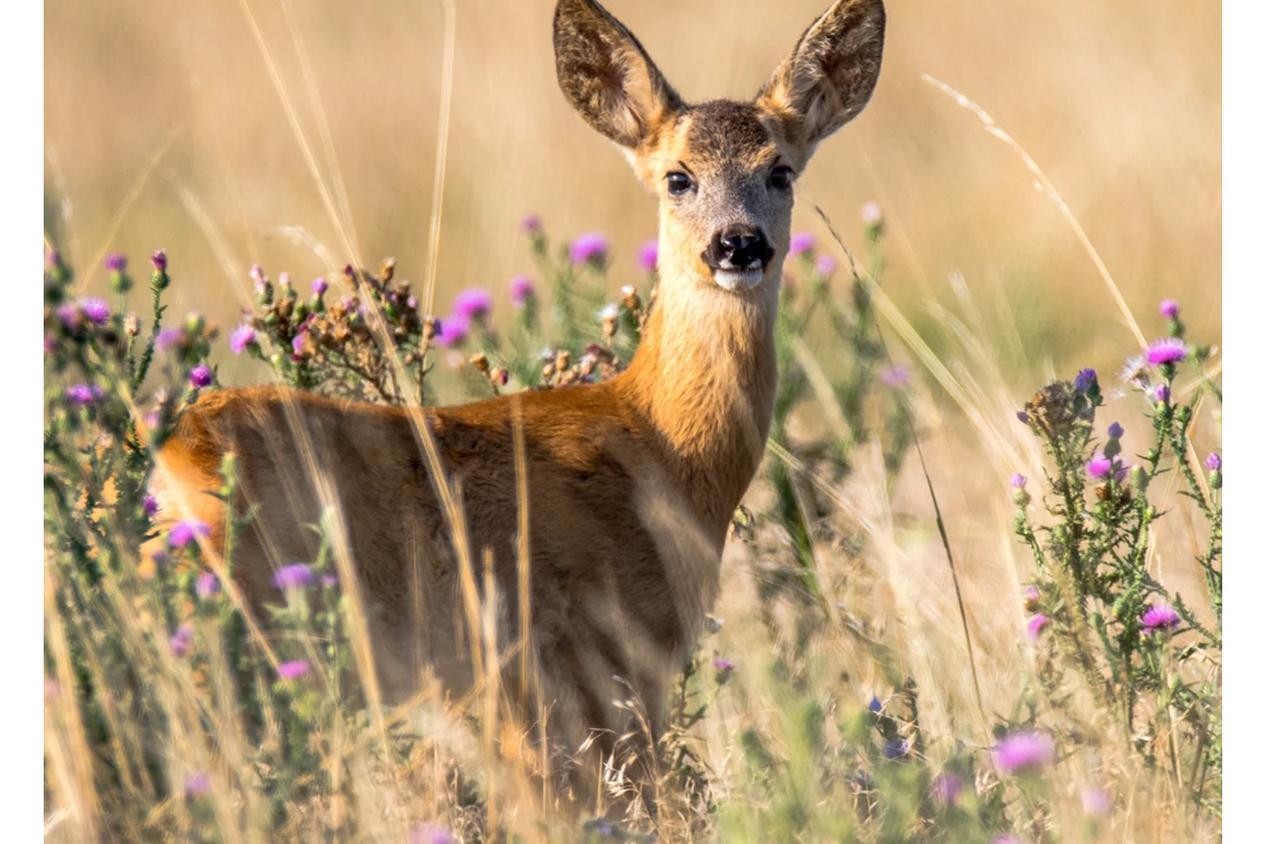 Ausflugsziel: Wildgehege im Dobeltal