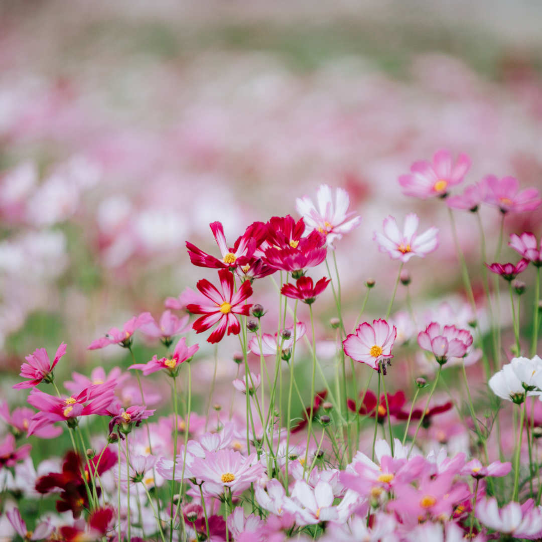 Trip with children - Breisach am Rhein - Rheingärten - Landesgartenschau 2022 Neuenburg am Rhein