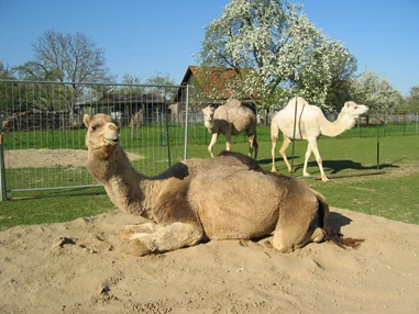Ausflugsziel: Kamele mit Herz