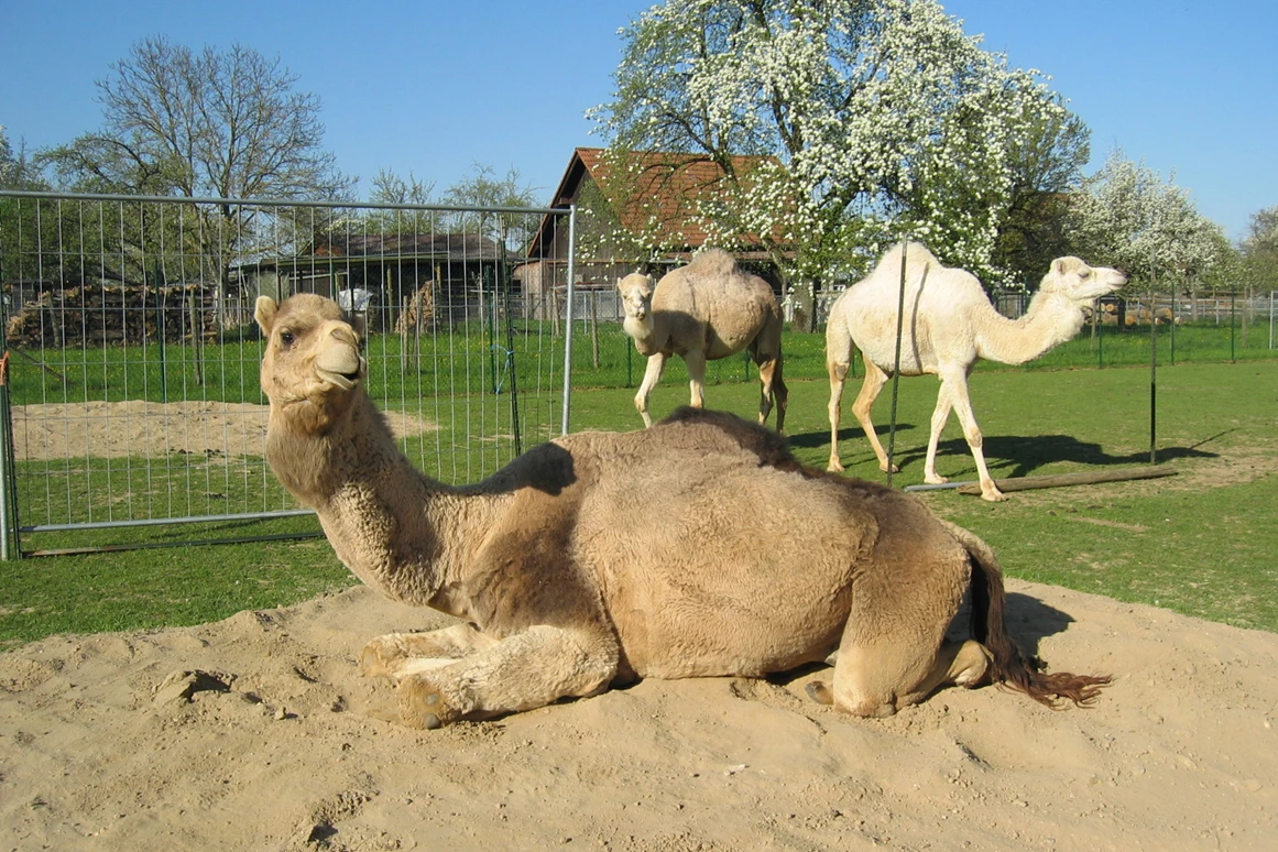 Ausflugsziel: Kamele mit Herz