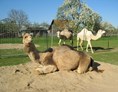 Ausflugsziel: Kamele mit Herz