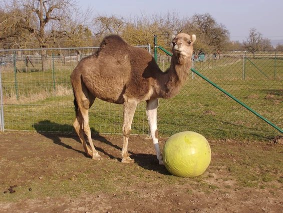 Ausflugsziel: Kamele mit Herz
