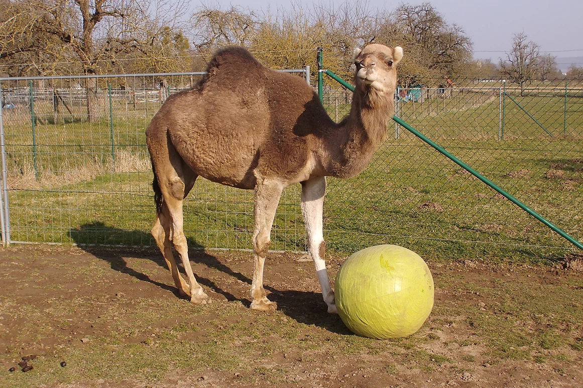 Ausflugsziel: Kamele mit Herz