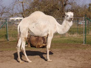 Ausflugsziel: Kamele mit Herz