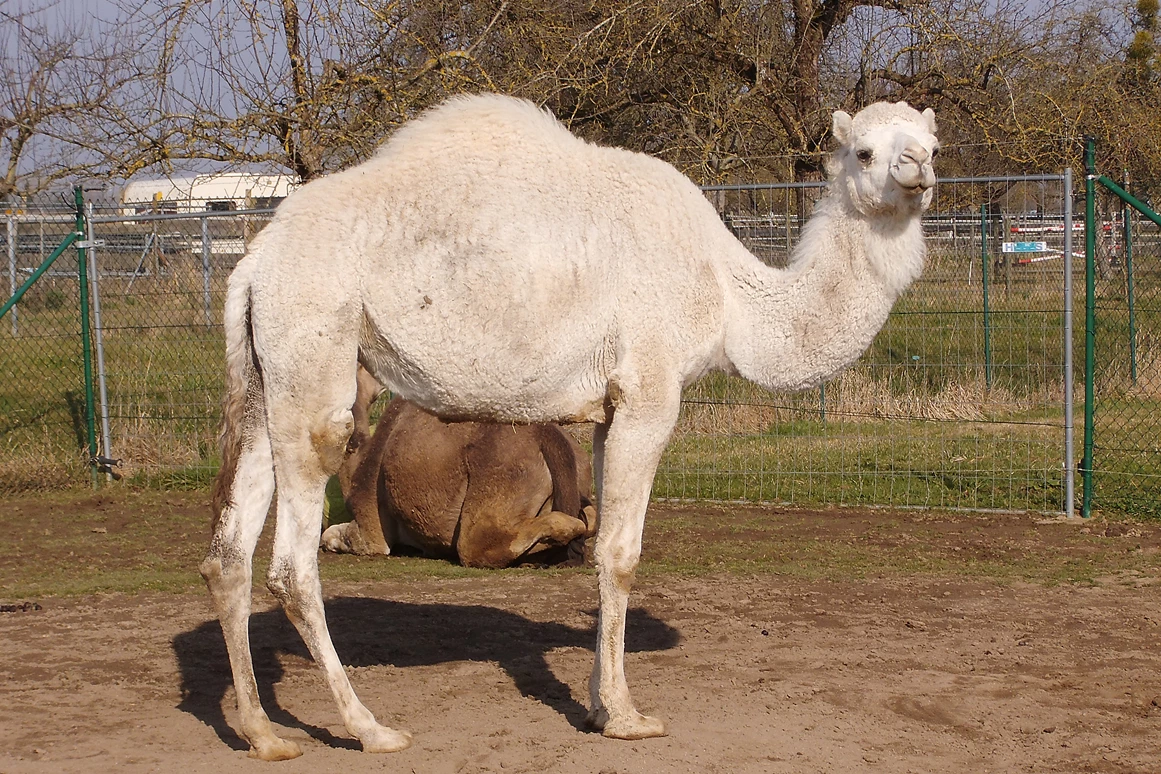 Ausflugsziel: Kamele mit Herz