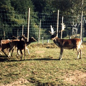 Ausflugsziel: Wildgehege in Zell im Wiesental, Ortsteil Schwarznau (Damwild, Rotwild, Schwarzwild),  - Wildgehege - Zell im Wiesental