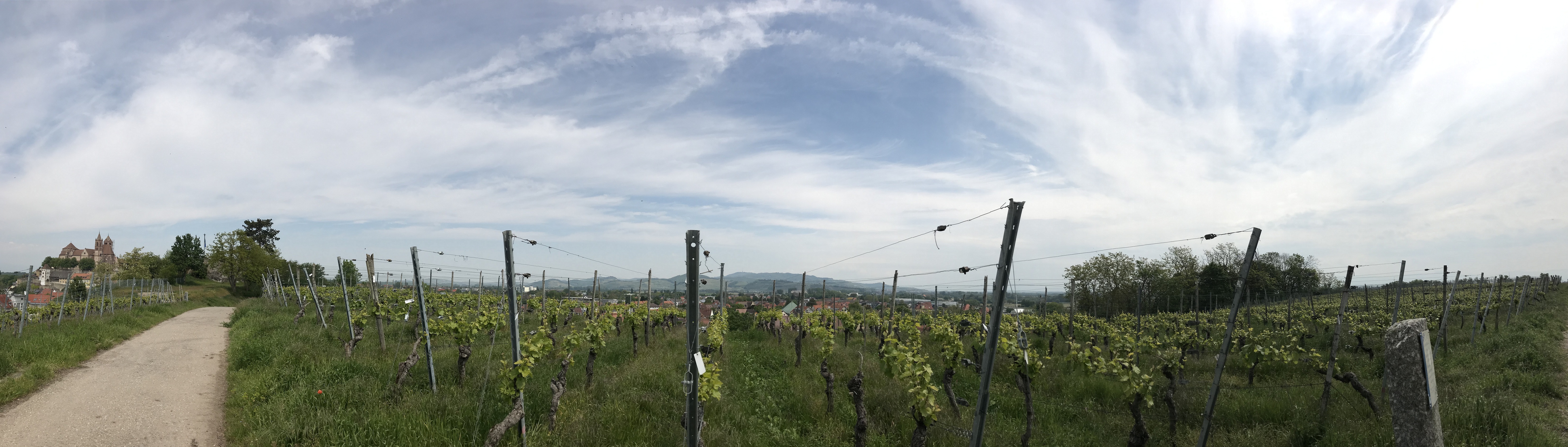 Ausflugsziel: Breisach - Ruine Eckartsberg