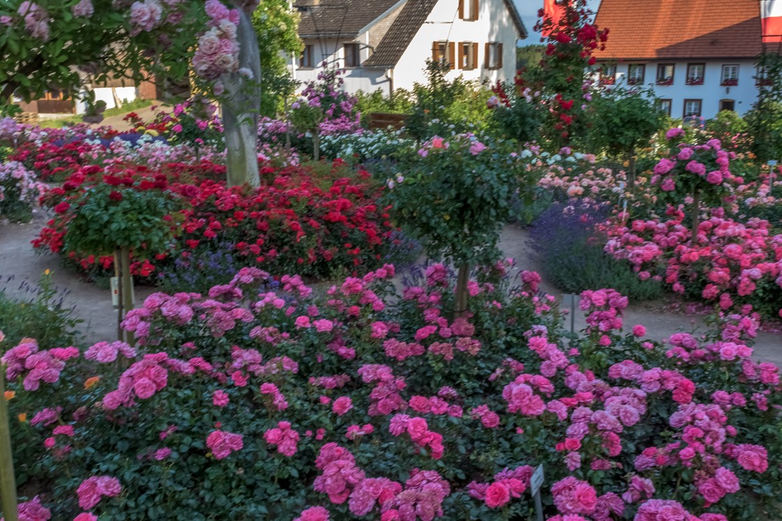 Ausflugsziel: Rosen- Garten