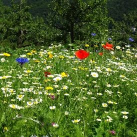 Ausflugsziel: unsere Blumenwiese - Lehr- und Schaugarten Obst, Blumen, Kräuter