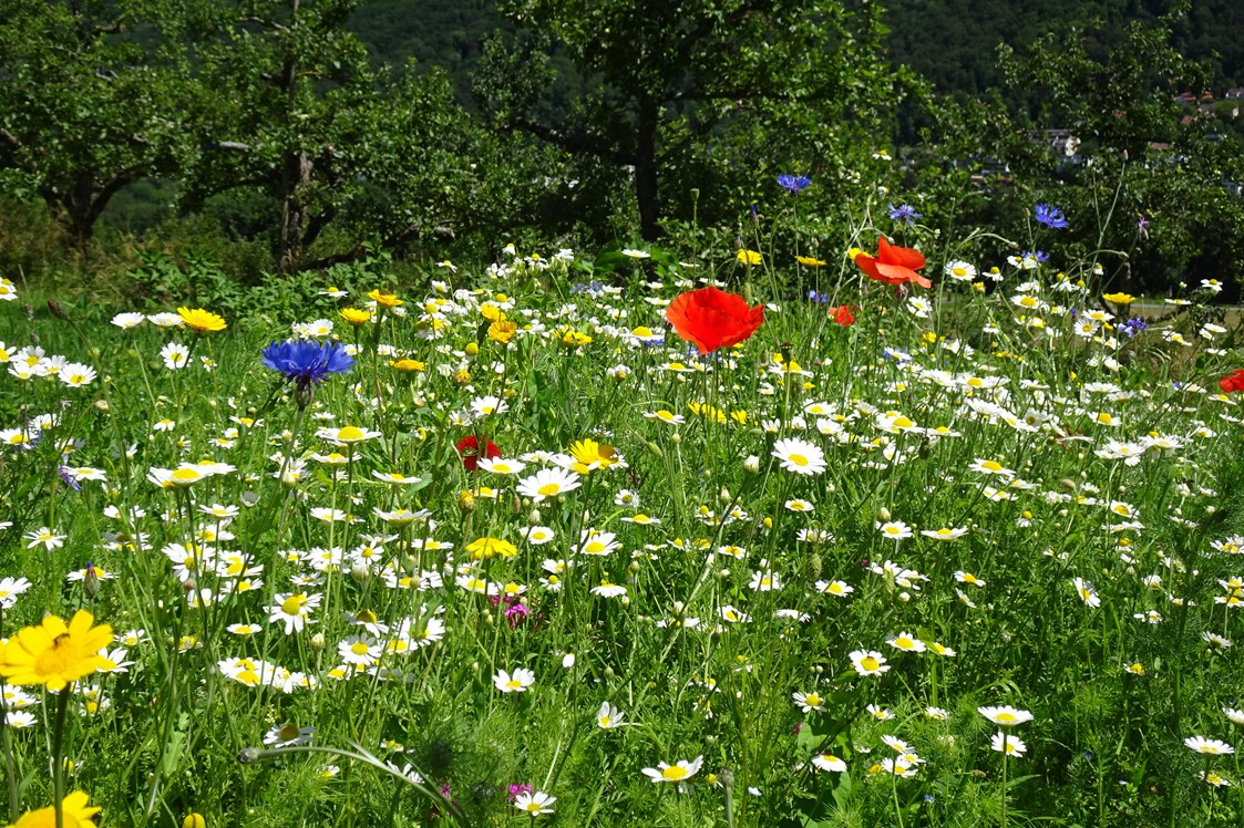 Ausflugsziel: unsere Blumenwiese - Lehr- und Schaugarten Obst, Blumen, Kräuter