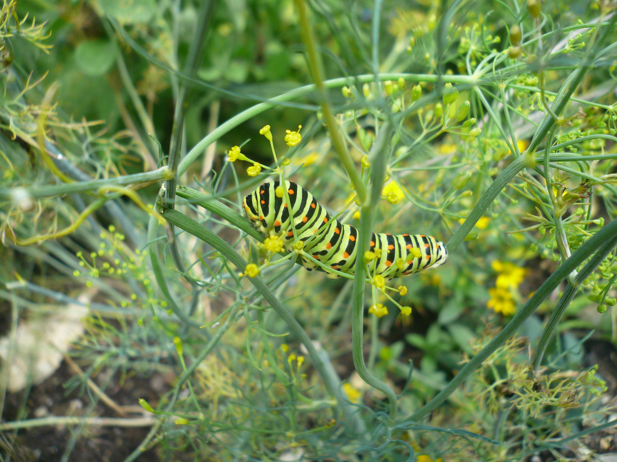 Ausflugsziel: Lehr- und Schaugarten Obst, Blumen, Kräuter