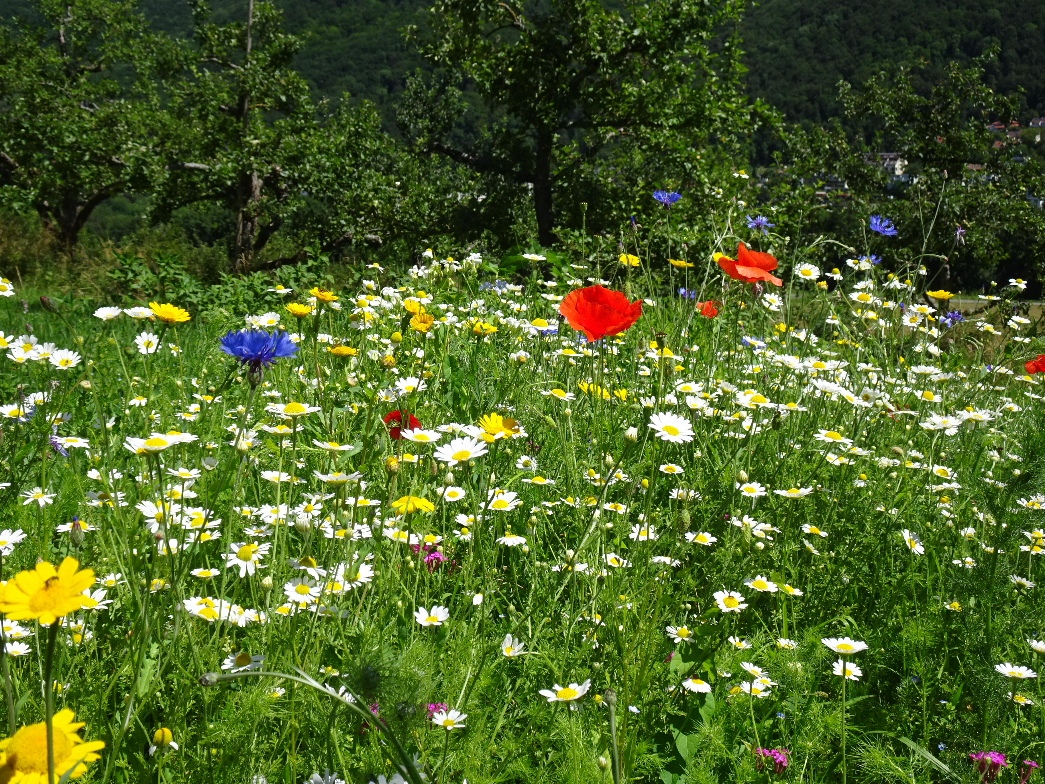 Ausflugsziel: Lehr- und Schaugarten Obst, Blumen, Kräuter