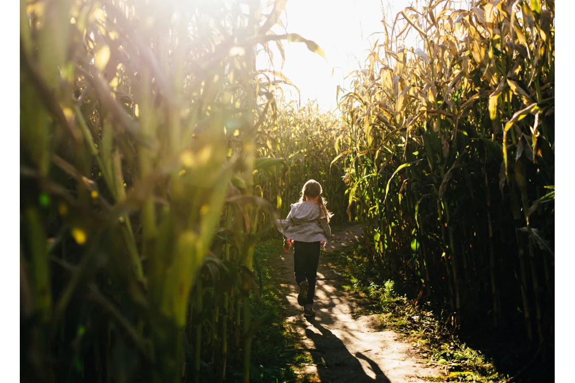 Ausflugsziel: Symbolbild für Ausflugsziel Maislabyrinth. Keine korrekte oder ähnlich Darstellung! - Maislabyrinth