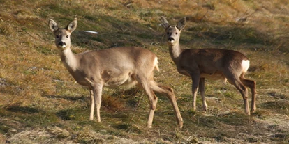 Ausflug mit Kindern - Blons (Blons) - Wildpark Ischgl - Mathon