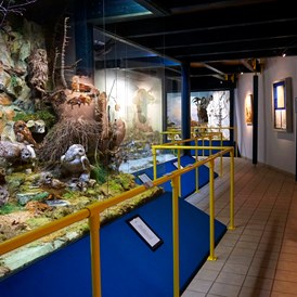 Ausflugsziel: Naturmuseum Neuberg
