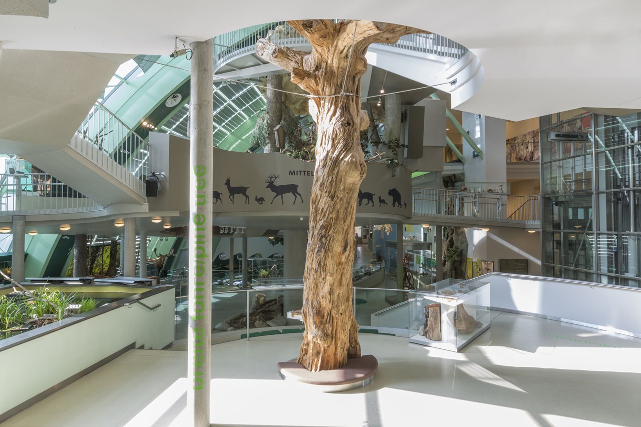 Museum Niederösterreich Highlights beim Ausflugsziel Haus für Natur im Museum Niederösterreich