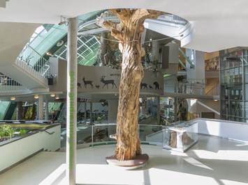 Museum Niederösterreich Highlights beim Ausflugsziel Haus für Natur im Museum Niederösterreich