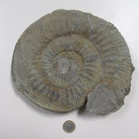 Ausflugsziel: Ein Ammonit aus dem ehemaligen Steinbruch in Wien 13., Ob. St. Veit (Foto M. Götzinger) - Wienerwaldmuseum Eichgraben