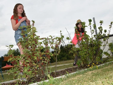 Ausflugsziel: Beeren-Naschzeile - Kinderparadies Wirtshaus zur Minidampfbahn