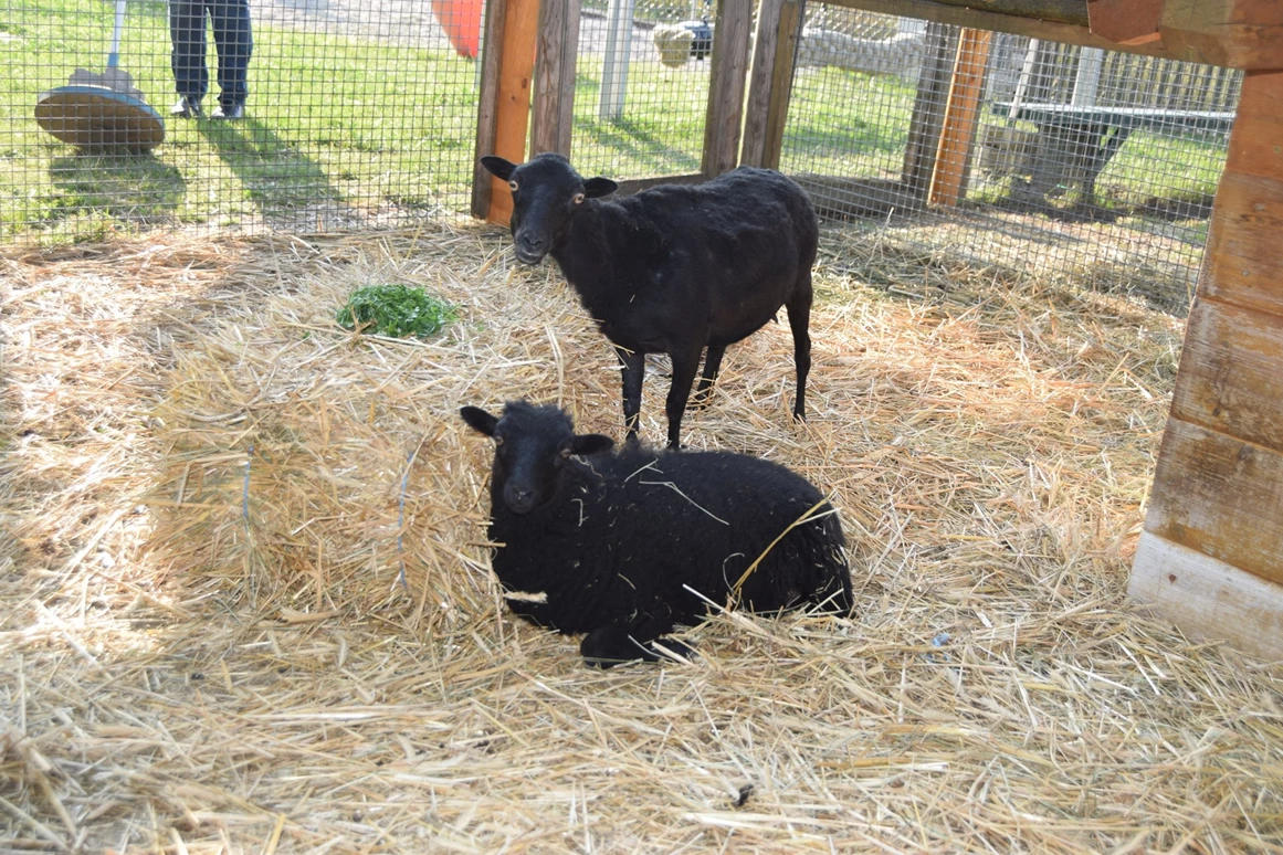 Ausflugsziel: Kinderparadies Wirtshaus zur Minidampfbahn