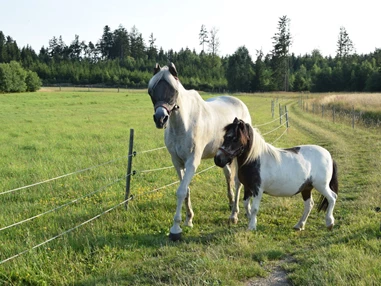 Ausflugsziel: Kinderparadies Wirtshaus zur Minidampfbahn
