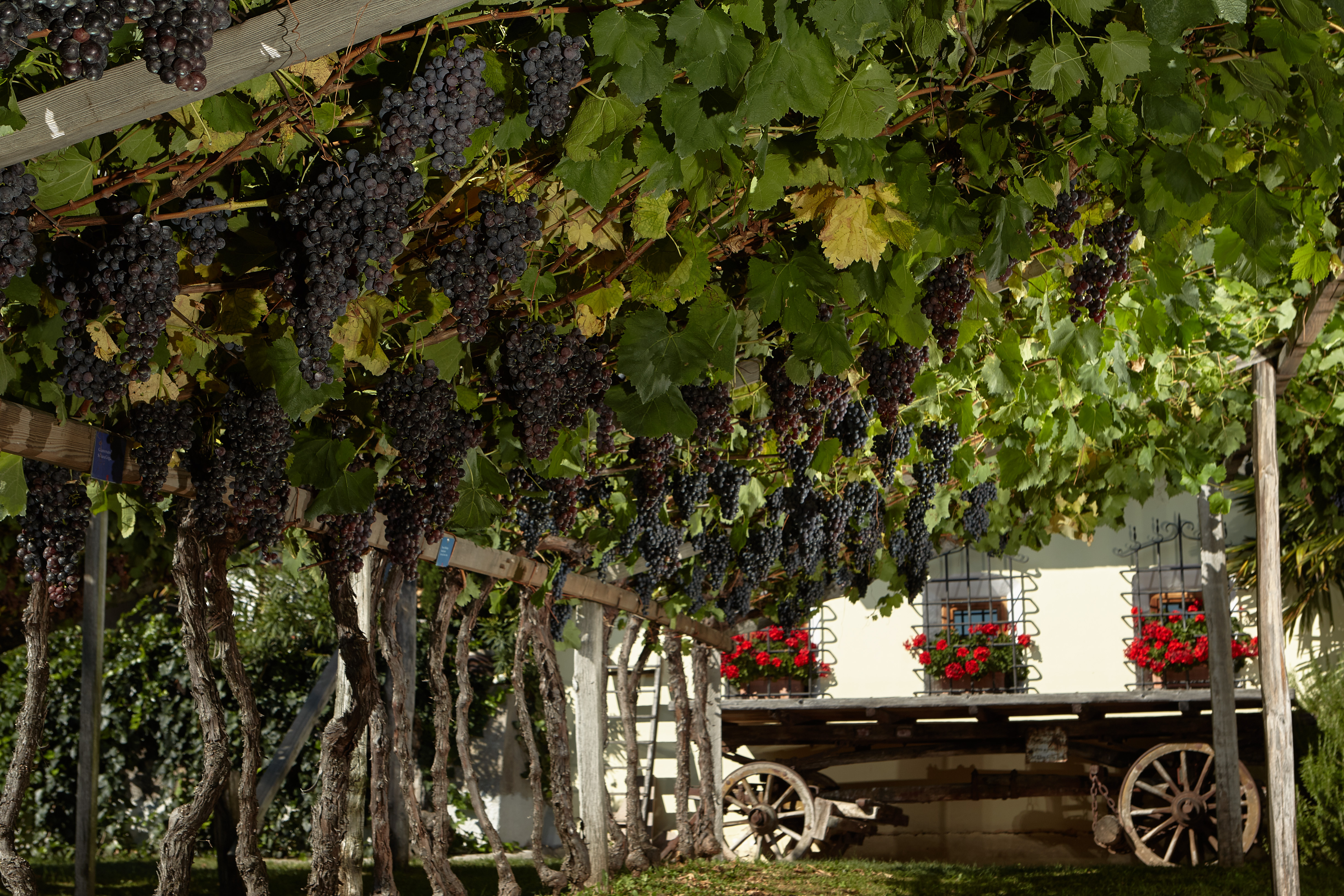 Ausflugsziel: Südtiroler Weinmuseum