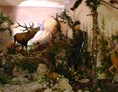 Ausflugsziel: Die Tierwelt in Steinegg - Museum Steinegg