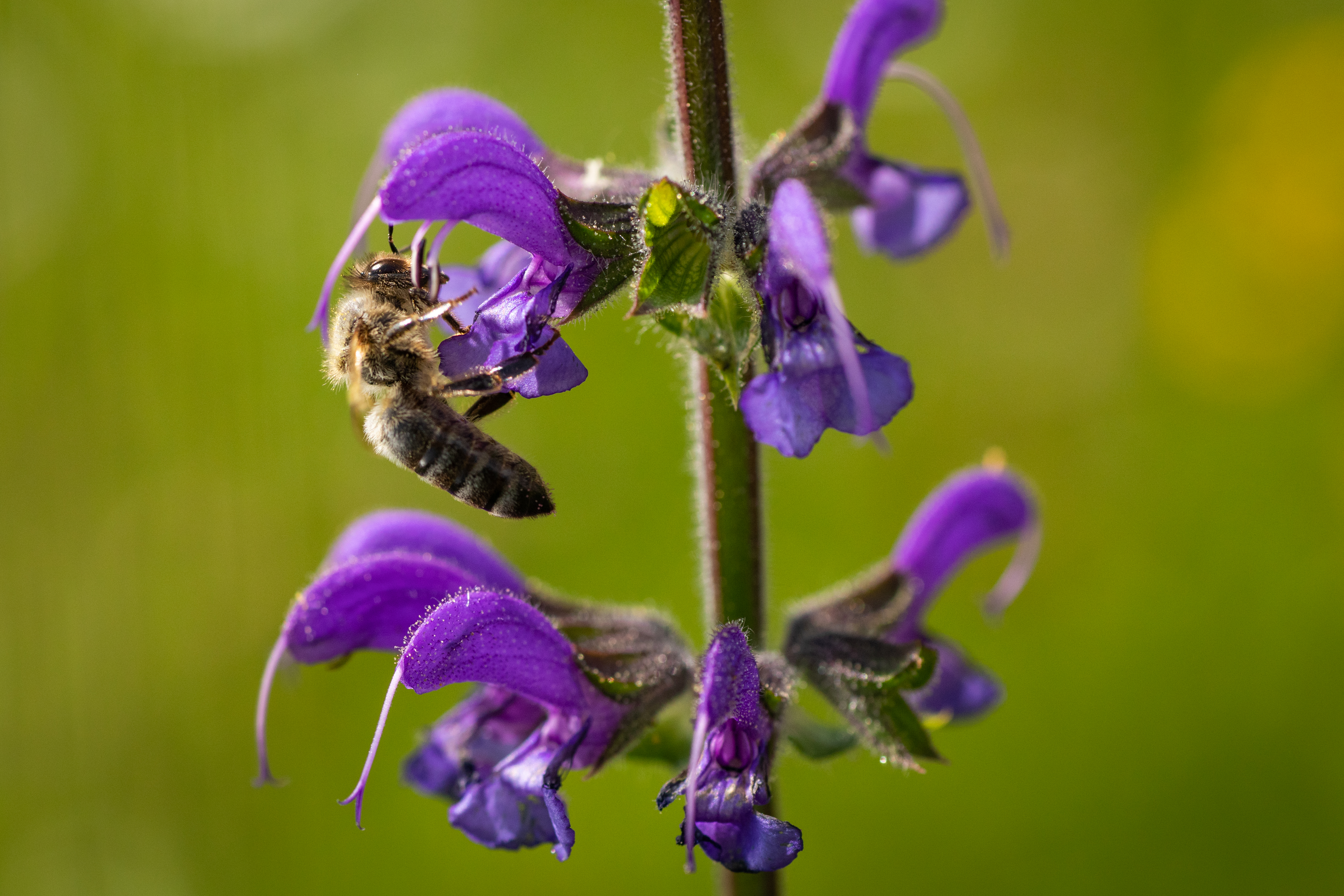 Ausflugsziel: Imkereimuseum PLATTNER BIENENHOF
