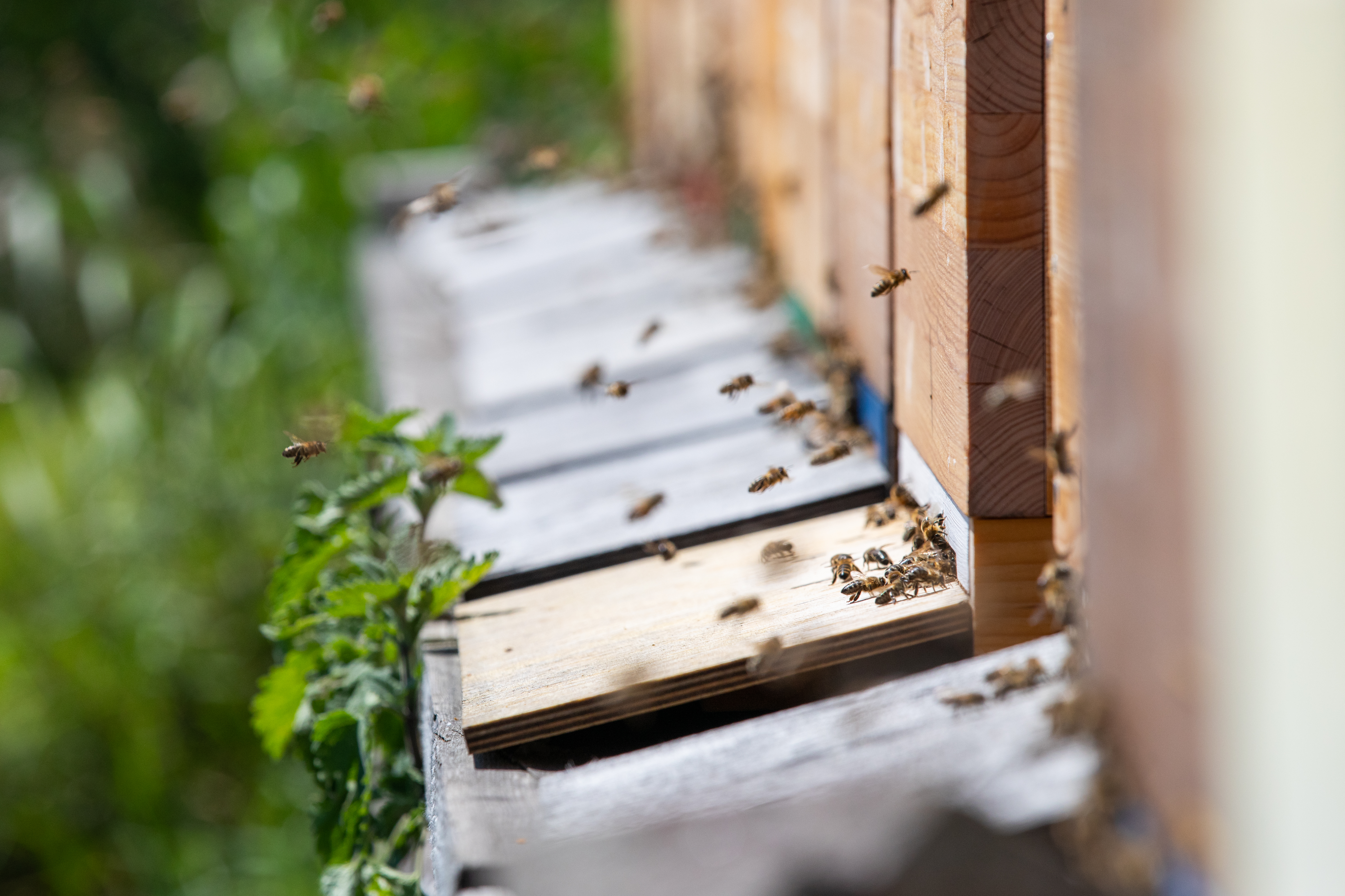 Ausflugsziel: Imkereimuseum PLATTNER BIENENHOF