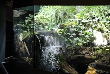 Ausflugsziel: Teil des 15 m langen Bachaquariums - Nationalparkhaus "aquaprad"
