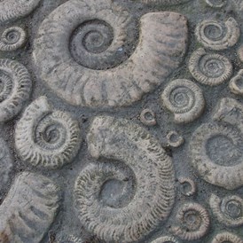 Ausflugsziel: Symbolbild für Ausflugsziel Fossilienschau. Keine korrekte oder ähnlich Darstellung! - Fossilienschau