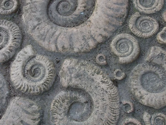 Ausflugsziel: Fossilienschau