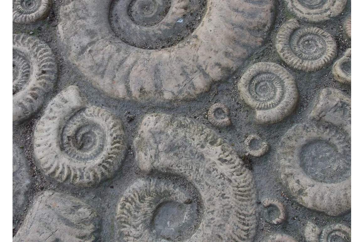 Ausflugsziel: Fossilienschau