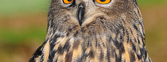 Ausflugsziel: Naturschutzgebiet Schloss Neuhaus