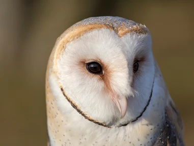 Ausflugsziel: Tierpark Altenfelden