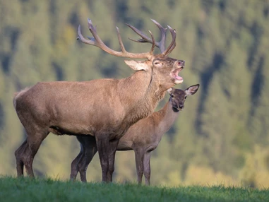 Ausflugsziel: Tierpark Altenfelden