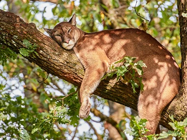 Ausflugsziel: Tierpark Altenfelden