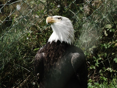 Ausflugsziel: Tierpark Altenfelden